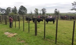 Médias da temporada de primavera devem crescer 20%