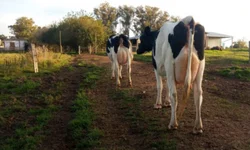 Lideranças avaliam medidas do governo sobre o leite