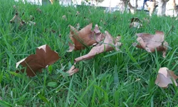 Com Heinze ou Lorenzoni, o projeto é Bolsonaro