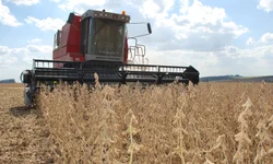 Safra gaúcha terá queda apesar de recorde nacional