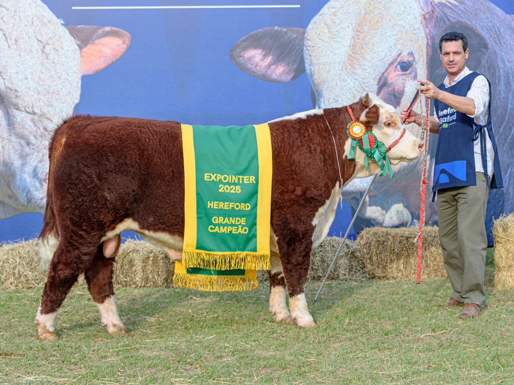 Gigantes Hereford brilham na Expointer