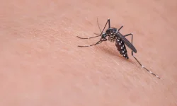 Feriado na sexta-feira altera principais serviços