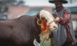 Expointer abre os portões para as estrelas da festa