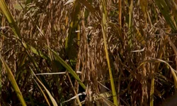 Agricultores familiares podem consultar produtos