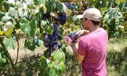 Mega-Sena sorteia nesta quarta-feira prêmio estimado em R$ 42 milhões