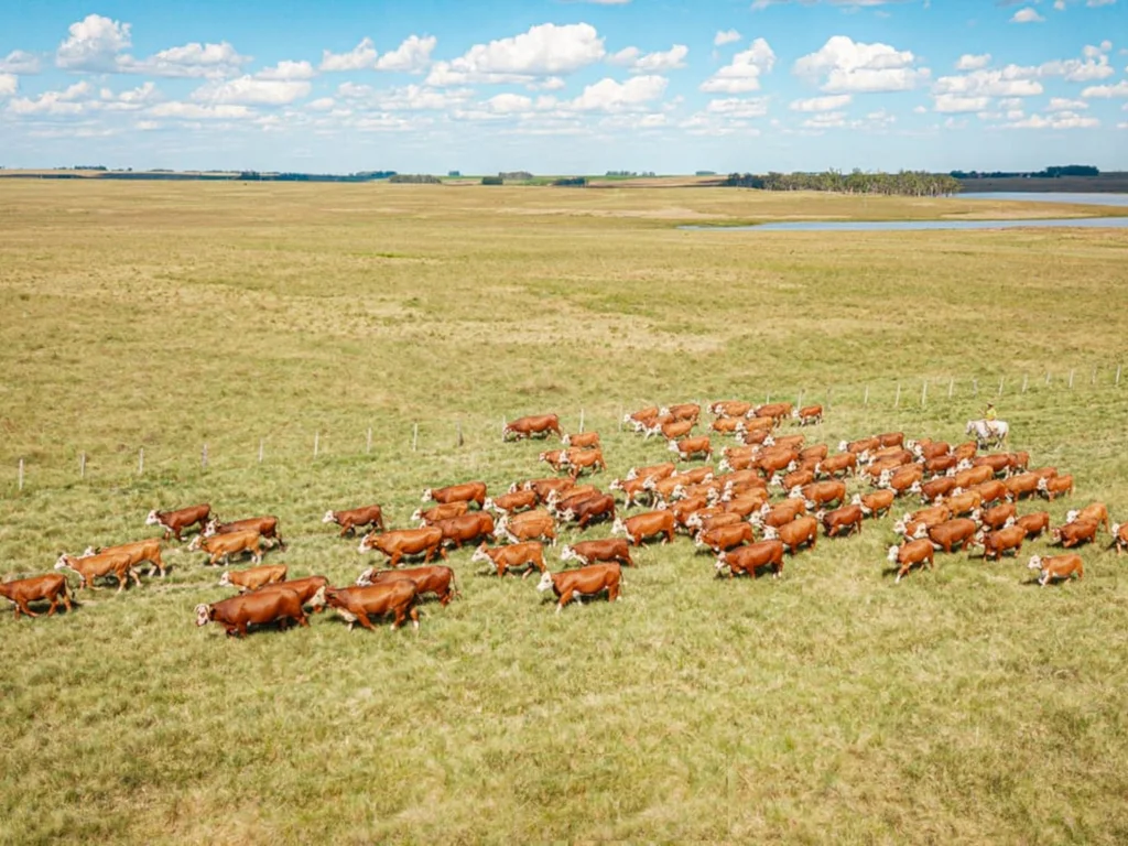 Estância do Sossego destaca tecnologia na criação Braford durante gira