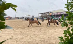 Bagé sedia provas da raça crioula