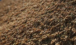 Produtores gaúchos poderão vender arroz à Conab a partir de abril