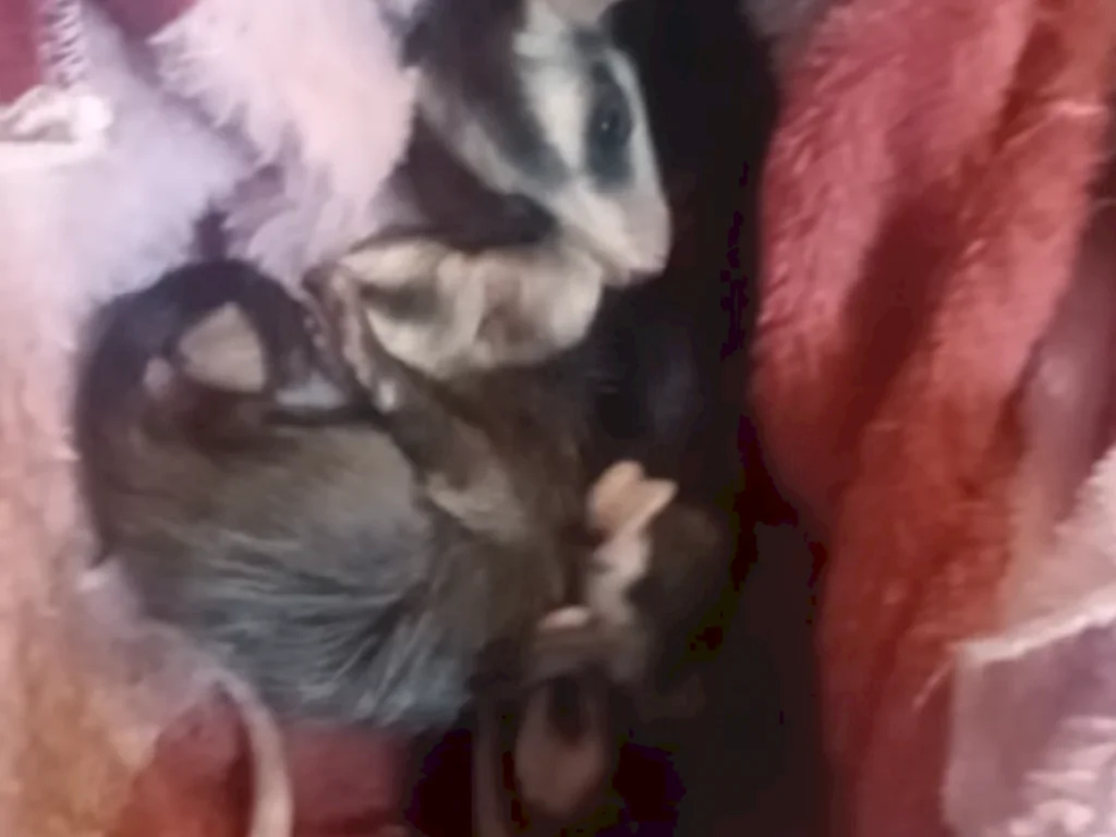 Apelo é para que gambás não sejam mortos