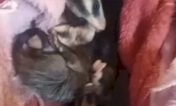 Consumidor pode pagar até R$ 3 de diferença no gás