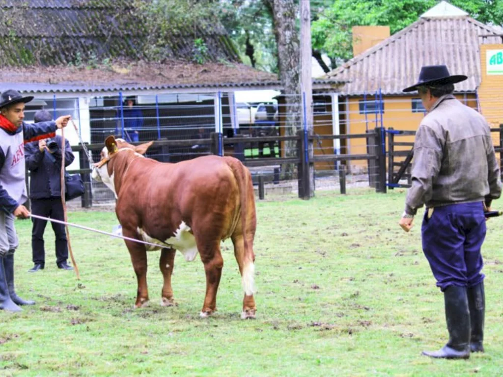 Expofeira aponta os campeões Hereford e Braford da região