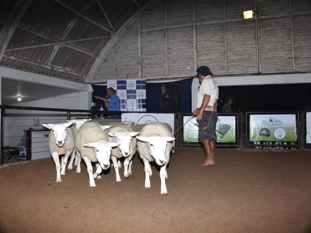 Agrovino projeta negócios aquecidos em Bagé