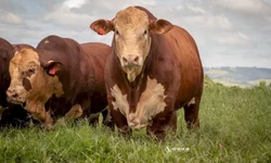 Gedeão Pereira manifesta preocupação com a seca nas lavouras