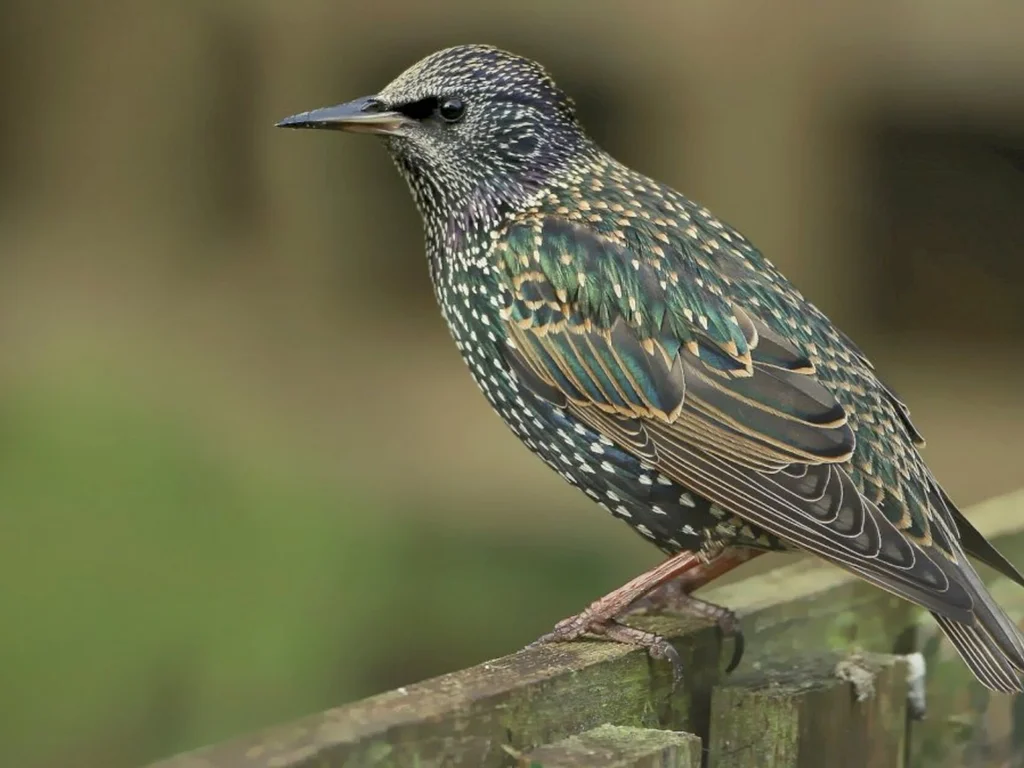 Estorninho está na região e especialistas alertam