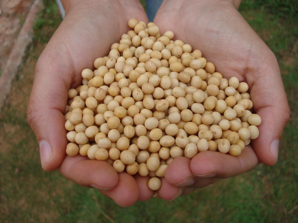 Safra Gaúcha de Grãos cai 8,9% mesmo com alta no arroz e milho