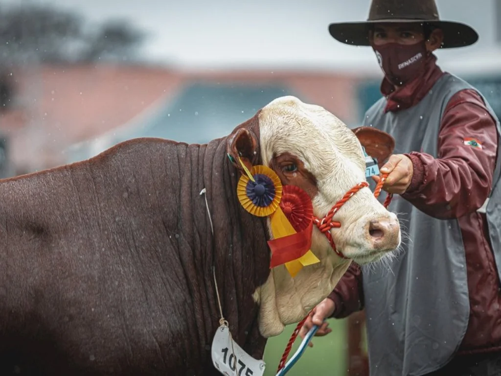 Raças entram no parque antes do início da Expointer