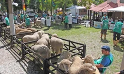 Rebanho sofre com perda de peso devido à estiagem