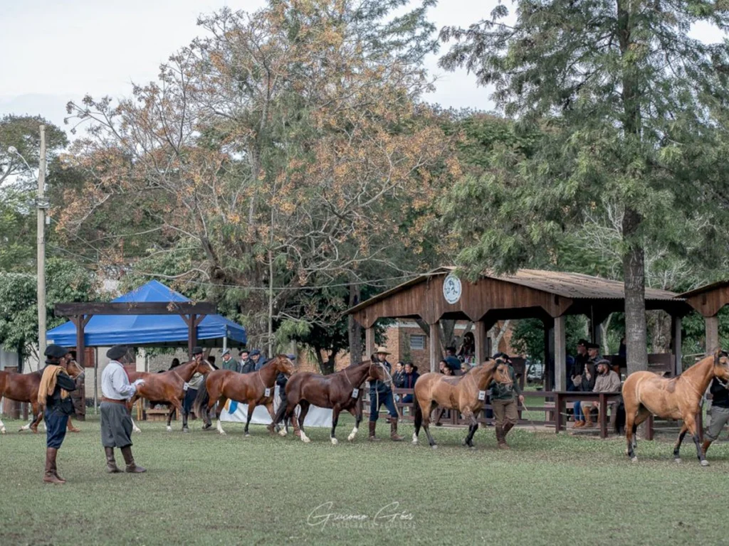 Animais da região são selecionados para a Morfologia