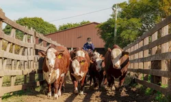 ANC abre inscrições de exemplares para a Expointer 2022