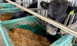 Abertas inscrições para fórum sobre Febre Aftosa