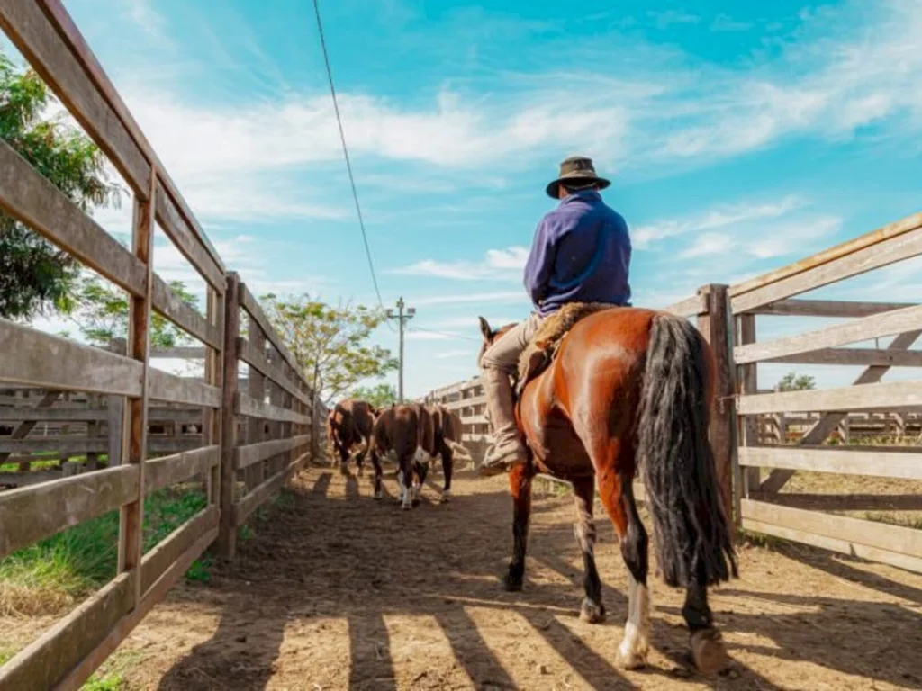 Exposição das raças Hereford e Braford conta com 300 animais