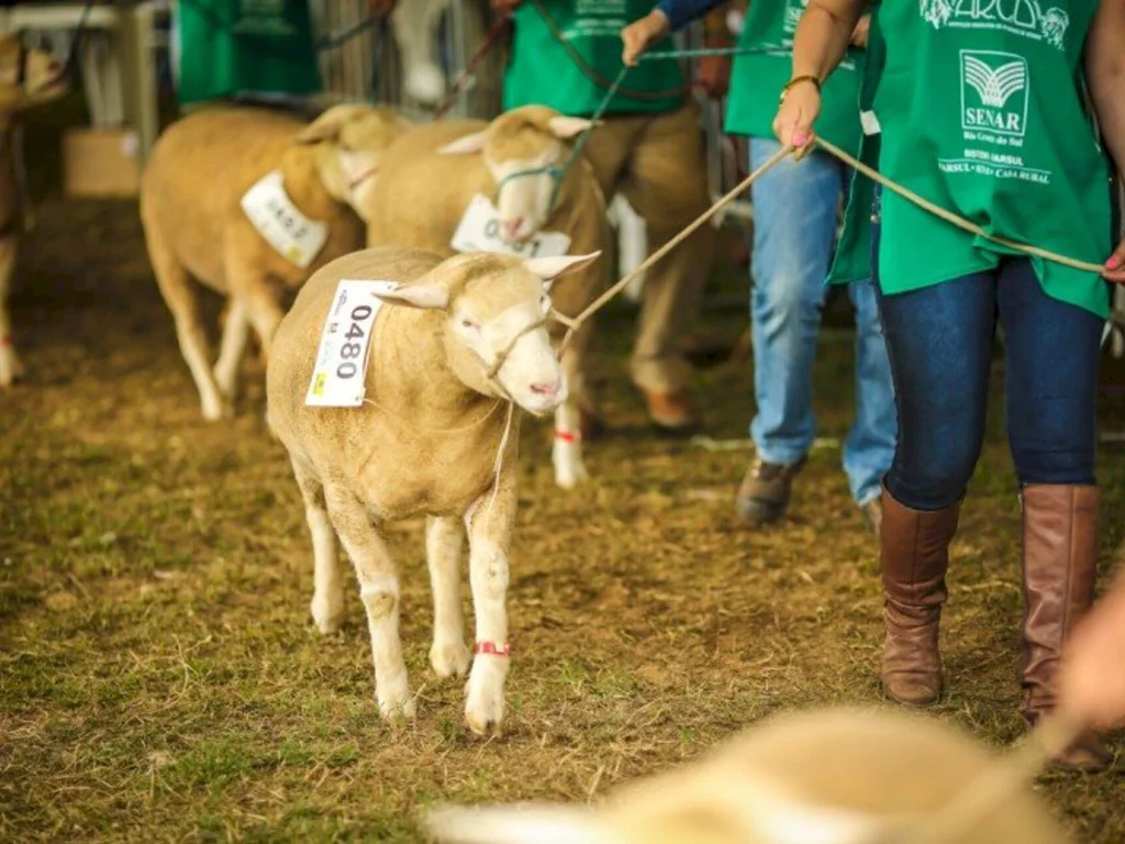 Inscrições para os ovinos na Expointer estão abertas
