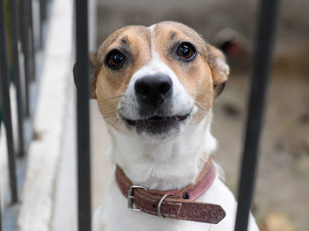 Aumenta denúncia de casos de maus-tratos aos animais