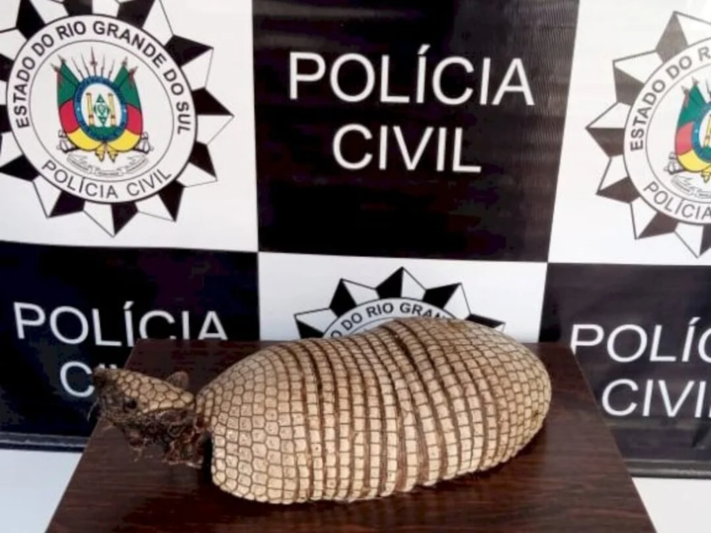 Sobrou apenas o casco do tatu