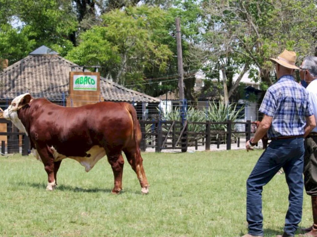 Abertas inscrições para raças Hereford e Braford na expofeira de Bagé