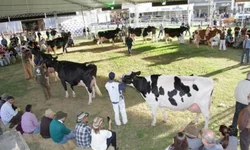 Filhote de dois dias é um dos primeiros a chegar no parque