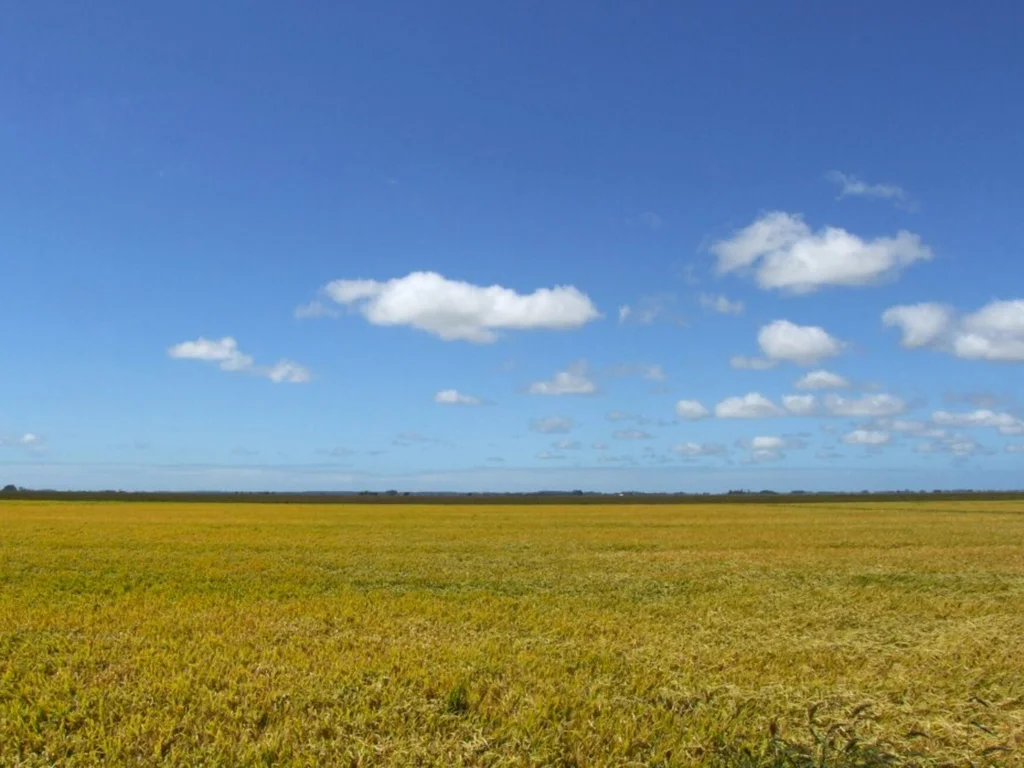 Planejamento dos negócios pode minimizar impactos do clima