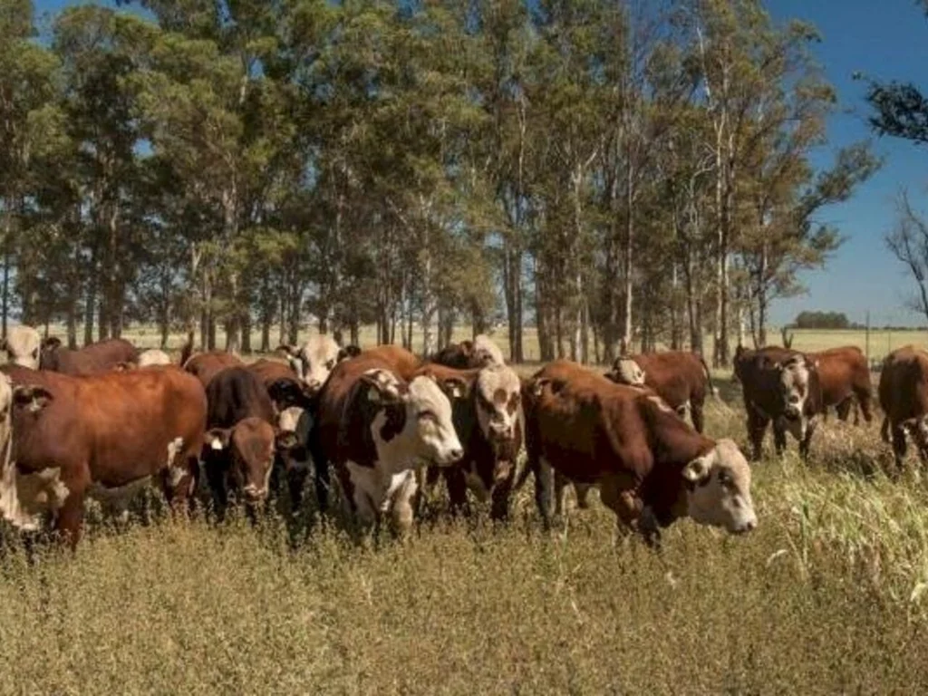 Chegada da primavera alerta sobre infestação do carrapato