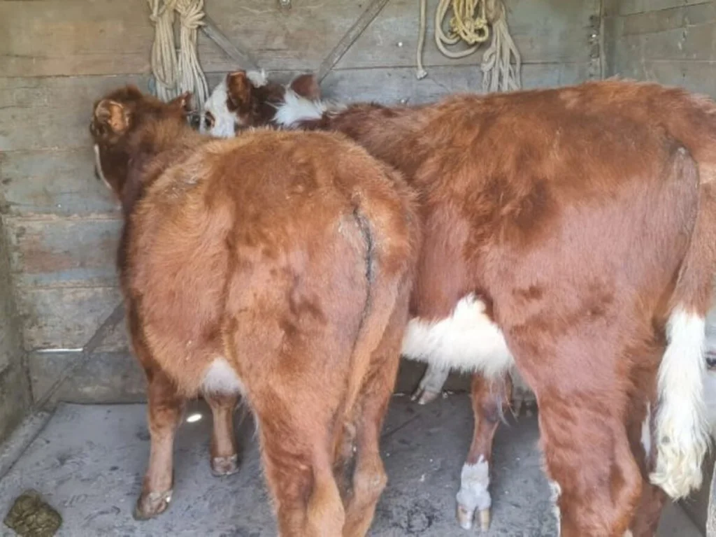 Preso por receptação de terneiros