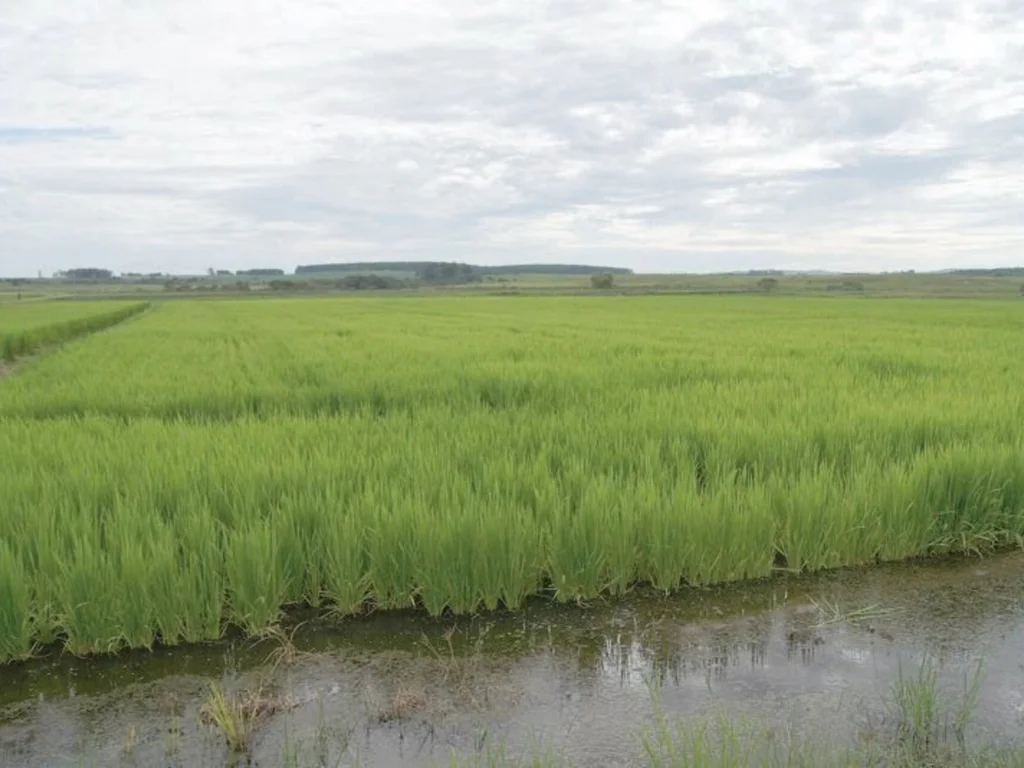 Diversificação da produção em terras baixas é tema de debate