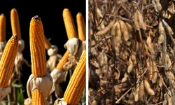 Custos para produção de soja e milho apresentam alta