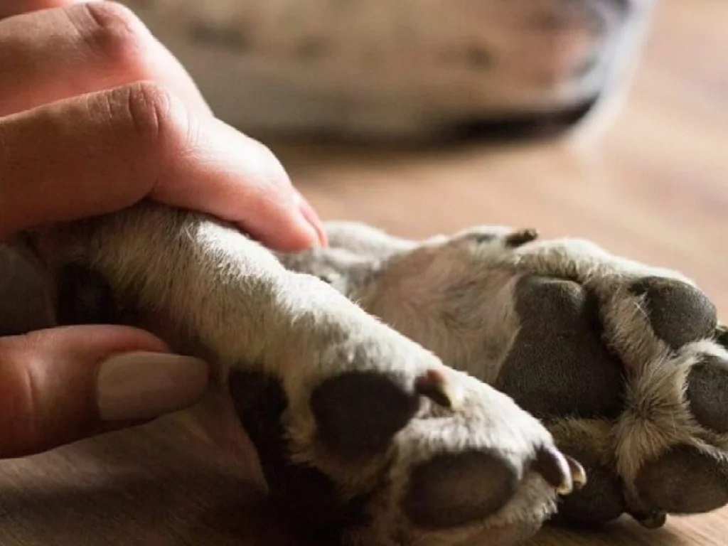 Projeto pode garantir licença diabete da morte de pets