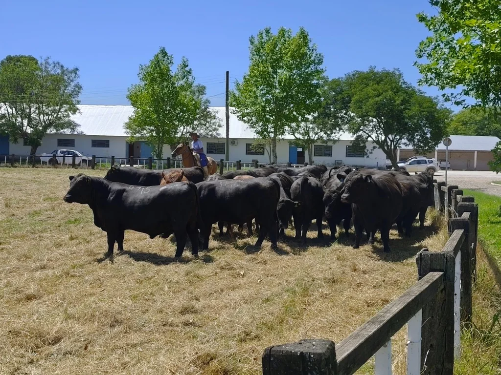 Selo aposta na ciência para fortalecer mercado de carnes