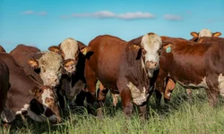 Nasce o primeiro animal Black Hereford no Brasil