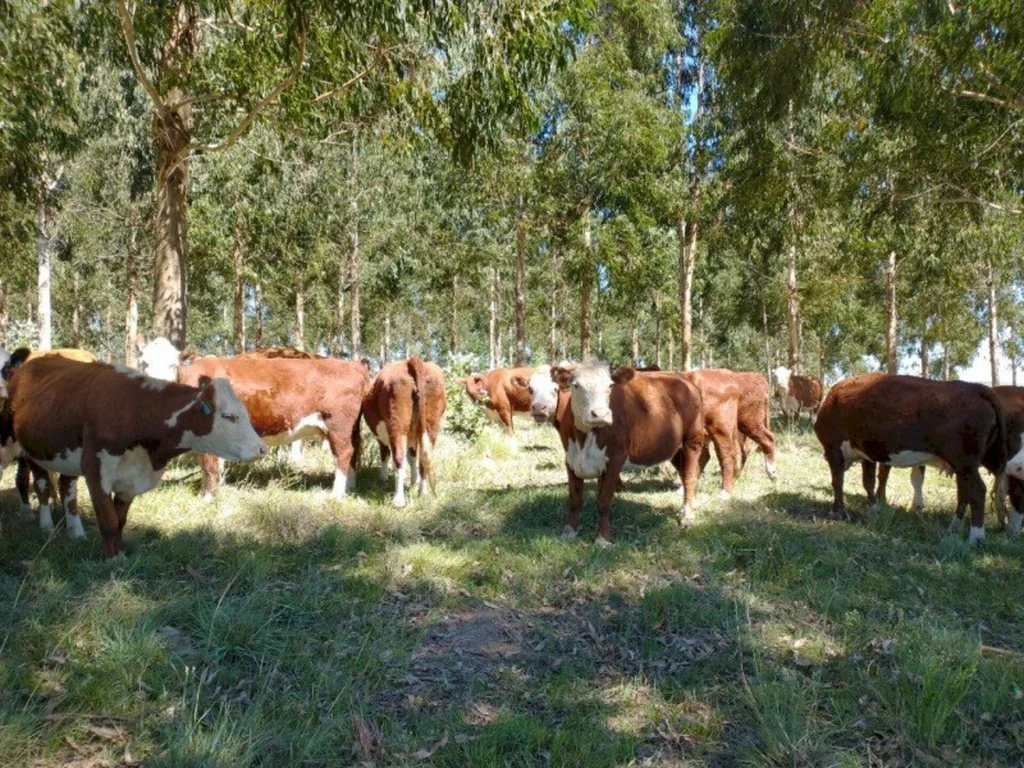 Sistema silvipastoril desenvolvido em Bagé é referência