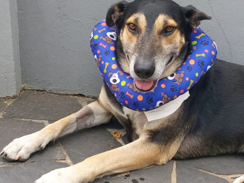 Tutora detalha rotina e cuidado com Nino após ataque