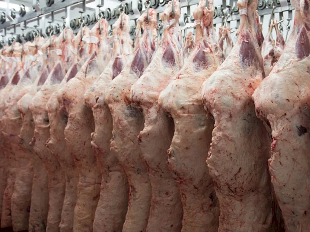 Concurso de carcaça Angus acontece em Bagé