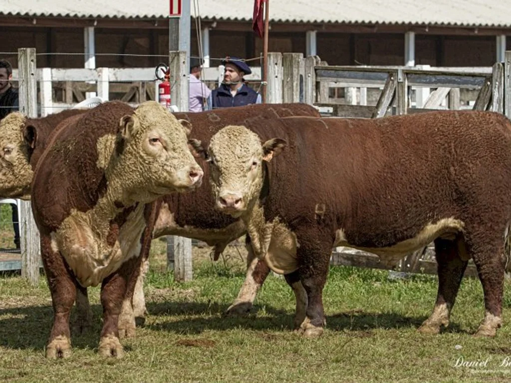 Jurados das raças Hereford e Braford são definidos