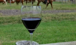 Vinícolas da região recebem visitantes de São Paulo