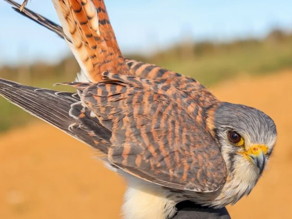 Menor falcão do mundo aparece na usina