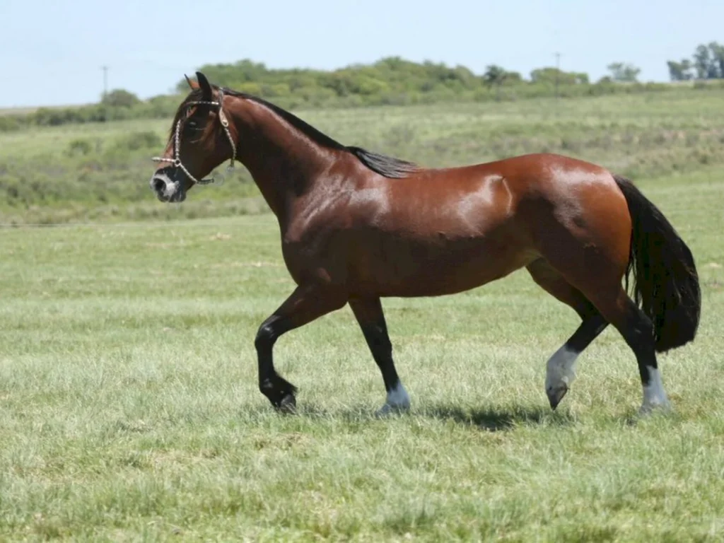 Genética funcional da Cabanha Capanegra estará em oferta