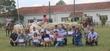 Avaliações revelam potencial genético da raça Charolês