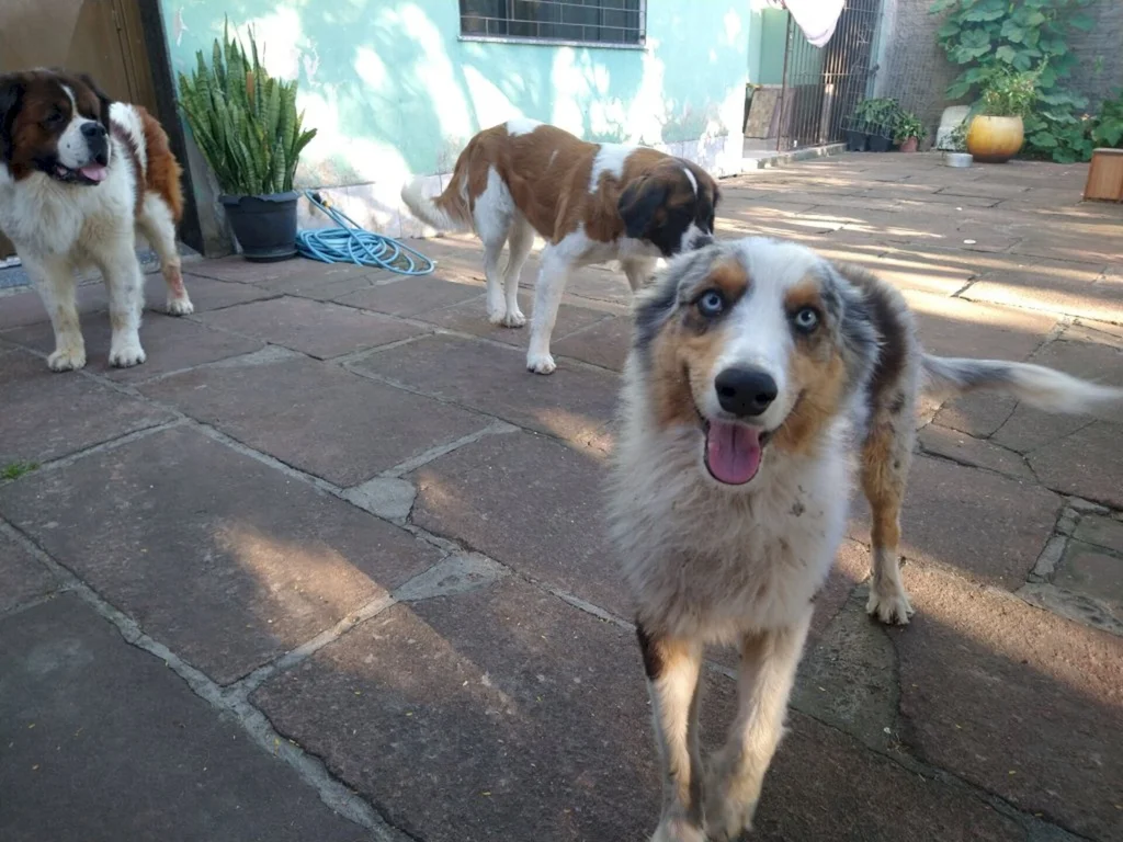 Dessensibilização ajuda pets a lidarem com barulho dos fogos