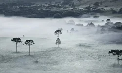 Retomada das castrações pelo município ainda não tem data definida