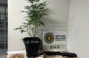 Homem é preso com pé de maconha e arma