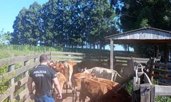 Sanga Funda investiga esquema de furto e venda ilegal de gado